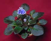 Honey Blue Ace (Please note that African Violets may or may not be in bloom)