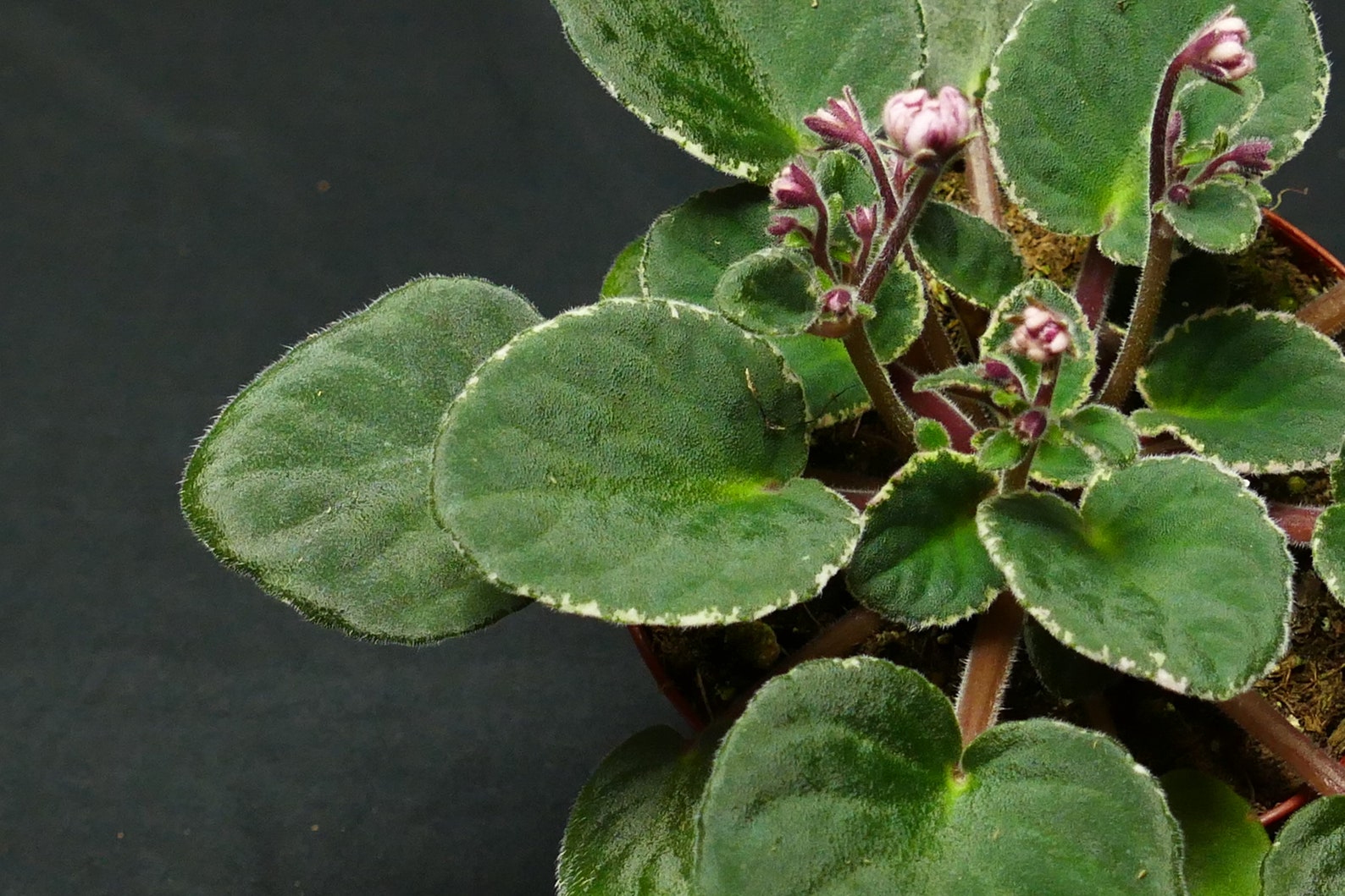 African Violet Cajun's Roses Anyone 4 Pot Variegated Etsy