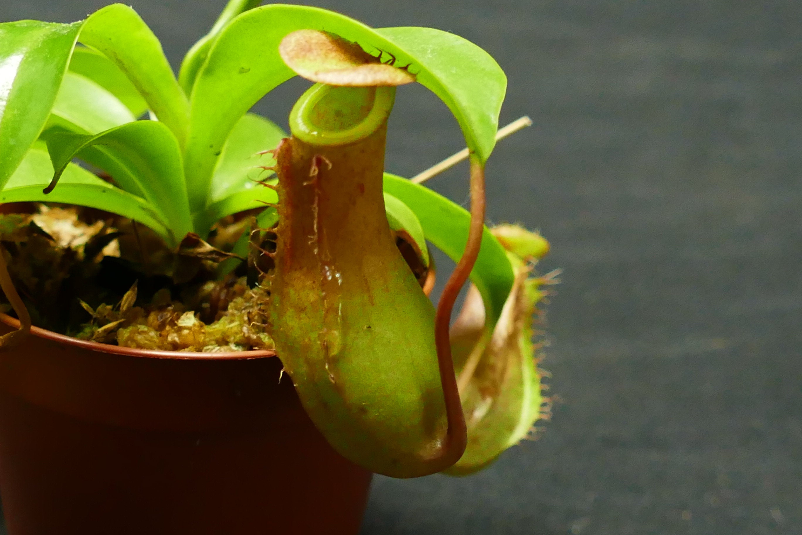Nepenthes Alata 2 Pot Lowland Carnivorous Pitcher Plant - Etsy Canada
