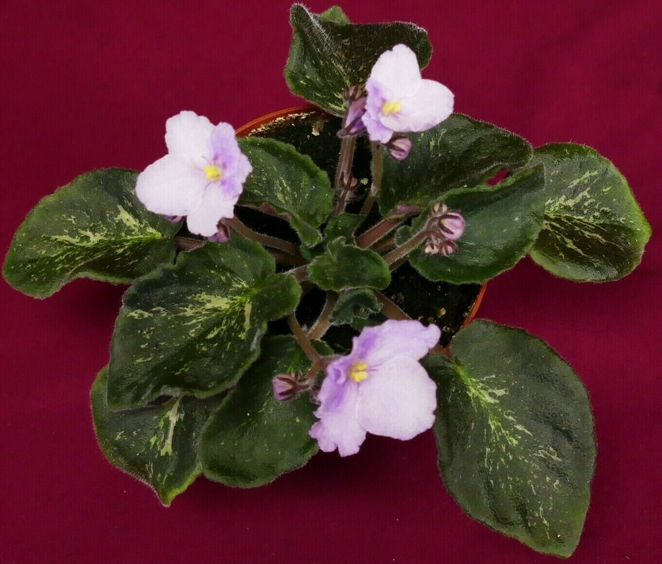 Harmony's Cotton Candy African Violet