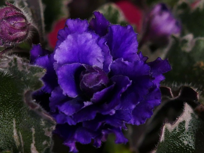African Violet Wrangler's Winter Hawk 4 Pot - Etsy New Zealand