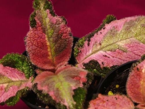 Episcia Picasso Pink Variegated 2" Pot Gesneriad African Violet …