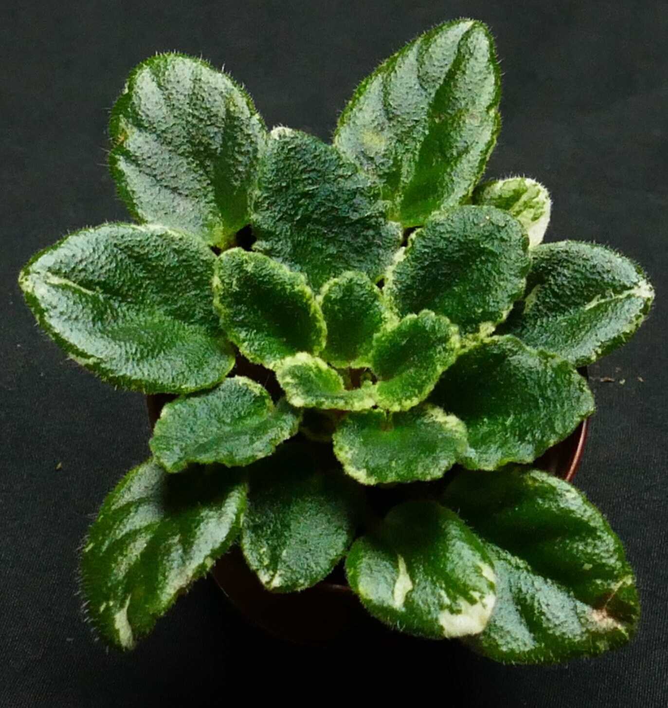 Miniature African Violets for sale 77 ads for used Miniature African