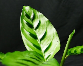 Leopardina Calathea 4 Pot Collector's Series Zebra Plant Leopardina Calathea 4 Pot Collector's Series Zebra Plant