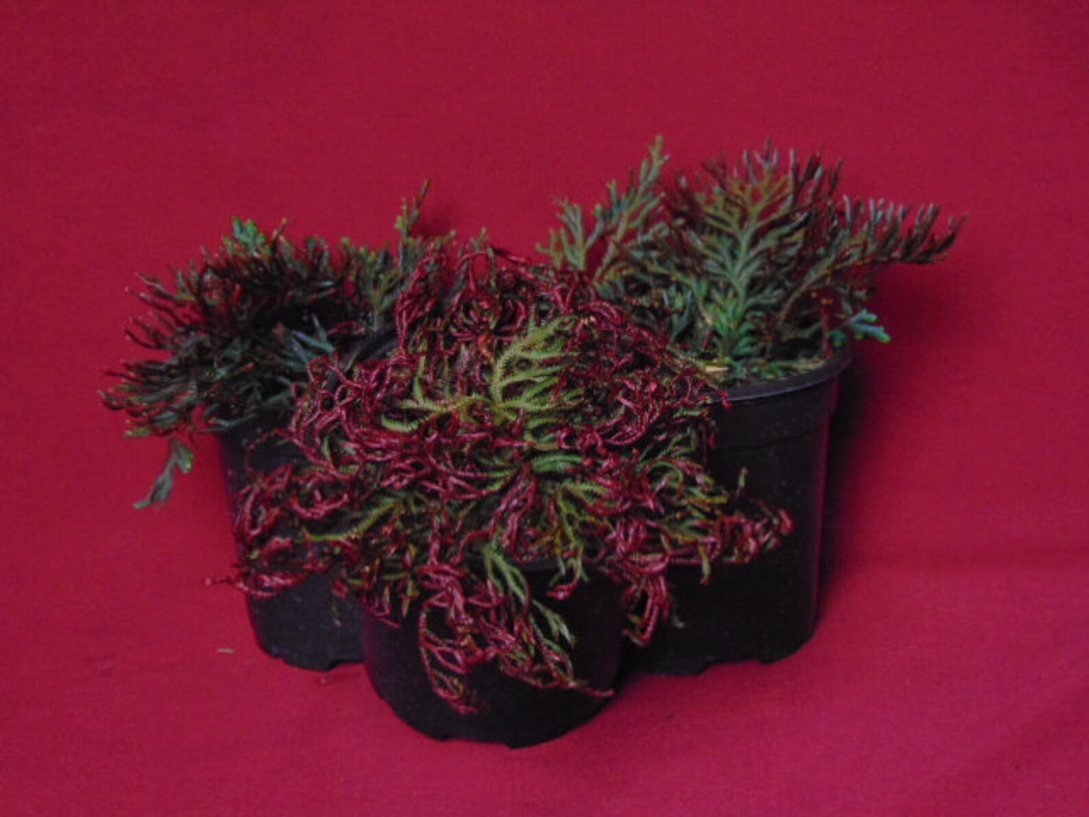 Selaginella Club Moss Ruby Red 4 Pot Fern Etsy