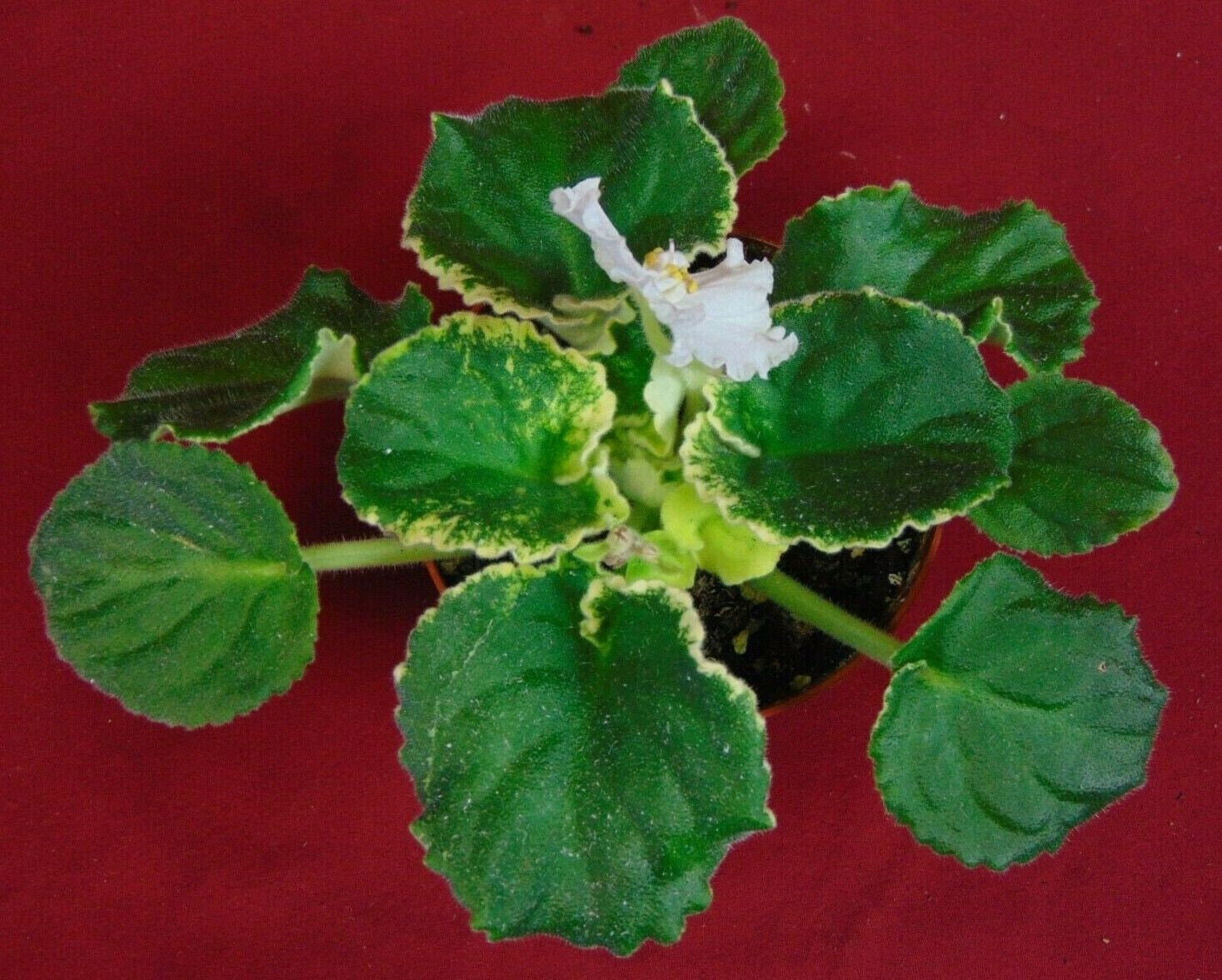African Violet Harmony’s In a Flash 4 Pot Variegated | Etsy