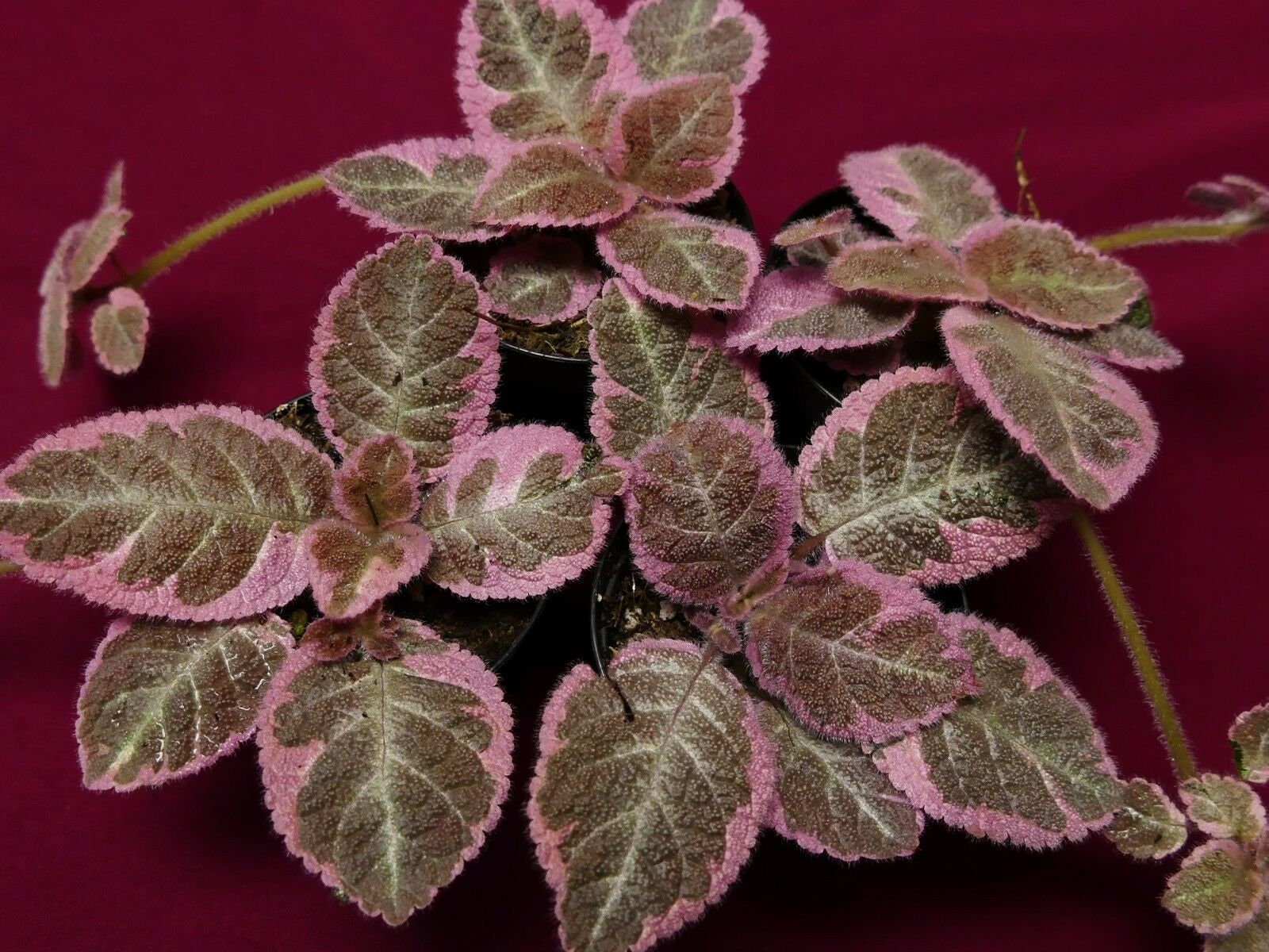 Episcia Pink Smoke 2" Pot Gesneriad Terrarium Plant Starter Plant
