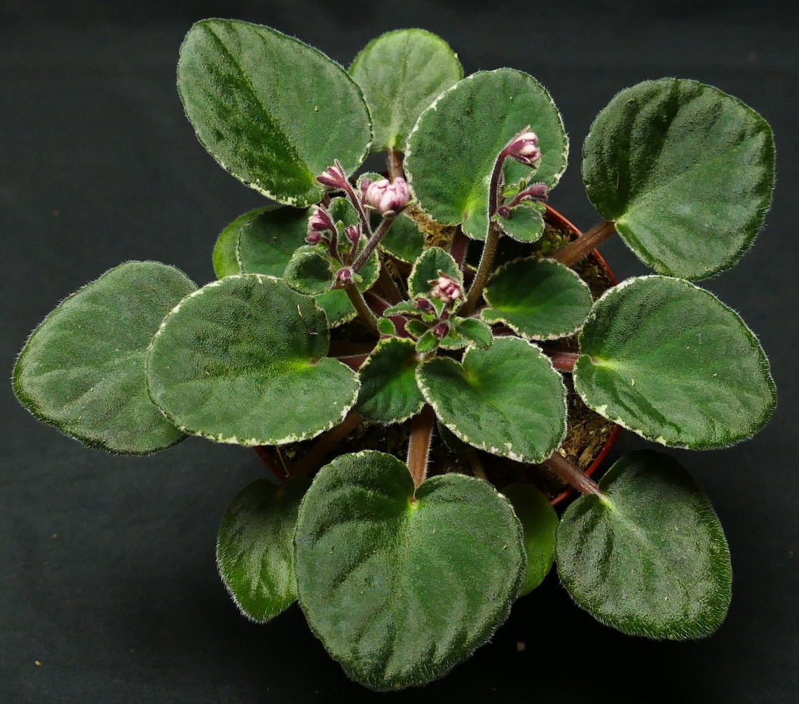 African Violet Cajun's Roses Anyone 4 Pot Variegated Etsy