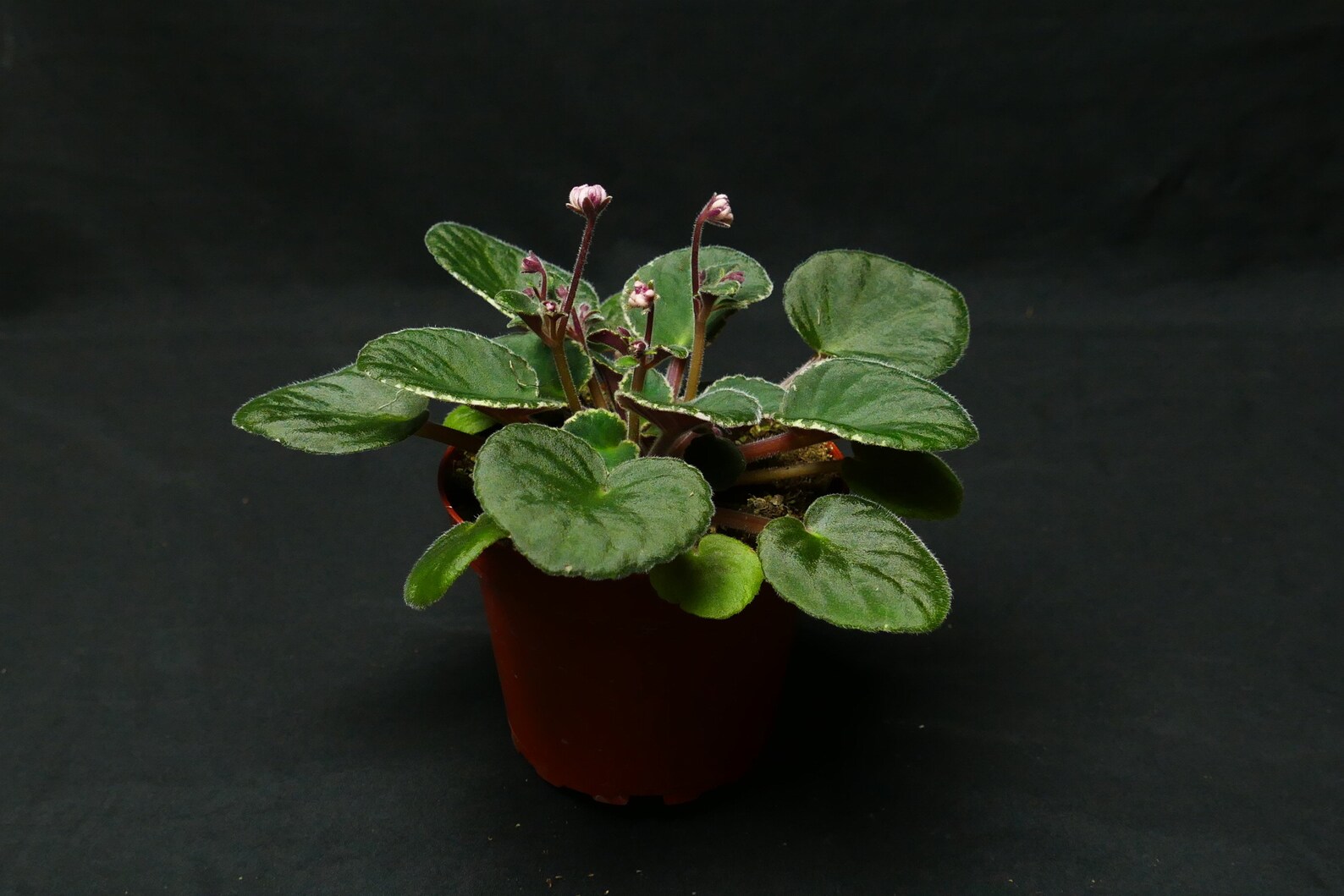 African Violet Cajun's Roses Anyone 4 Pot Variegated Etsy