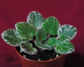 African Violet Cajun 39 s Lil Love 2 quot Pot Miniature (Please note that African Violets may or may not be in bloom)