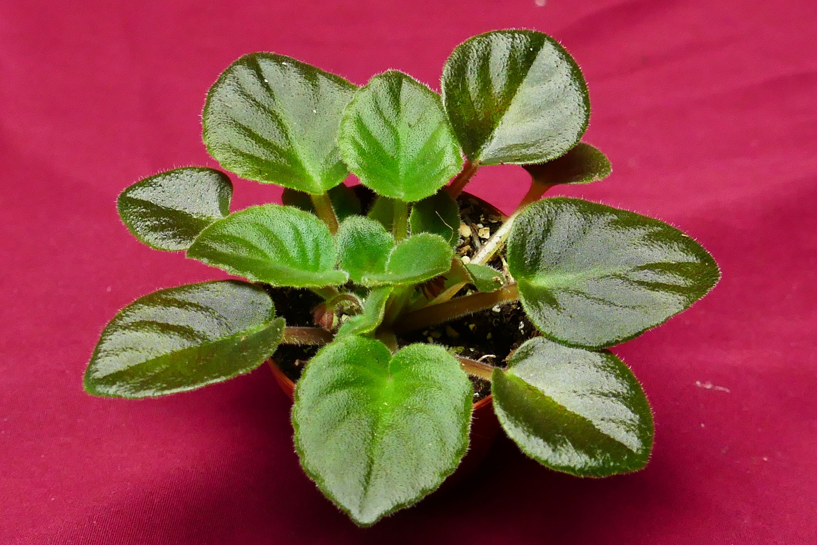 African violet Lucky Ladybug live plant in pot African violet Lucky Ladybug live plant in pot