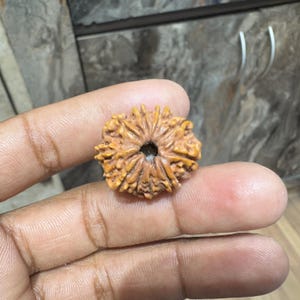 Natural 10 Mukhi Rudraksha, Authentic and Lab Certified Nepali 10 Face/ Mukhi Rudraksha Loose Bead, Spiritual Prayer Bead Rudraksha