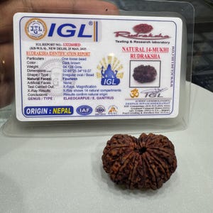 IGL Certified 14 Mukhi Rudraksha, Loose Rudraksha Bead, 100% Natural Fourteen Face Nepali Rudraksha Bead, Spiritual Prayer Bead