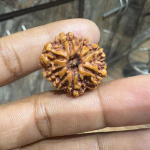 8 Mukhi/Face Rudraksha Loose Bead, 100% Natural and Certified Authentic Eight Faces Rudraksha Bead, Nepali Rudraksha Prayer Bead