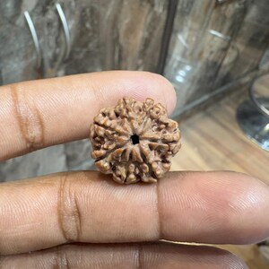 7 Mukhi Rudraksha, 100% Genuine, Authentic & Certified Rudraksha, Loose Rudraksha Prayer Bead, Nepal Originated Seven Mukhi/ Face Rudraksha