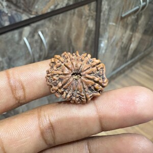 Eleven Face Rudraksha, 100% Natural and Lab Certified 11 Mukhi Rudraksha Loose Bead, Prayer Bead, Nepali Rudraksha Bead