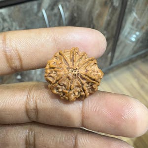 9 Mukhi Rudraksha, Authentic 100% Natural and Certified Nine Face/ Mukhi Rudraksha, Nepali Rudraksha Loose Bead, Spiritual Prayer Bead