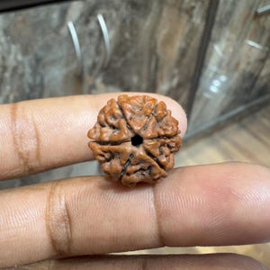 6 Mukhi Rudraksha/ Six Face Rudraksha, 100% Natural and Certified Prayer Bead, Premium Quality Brown Rudraksha- Prayer Bead