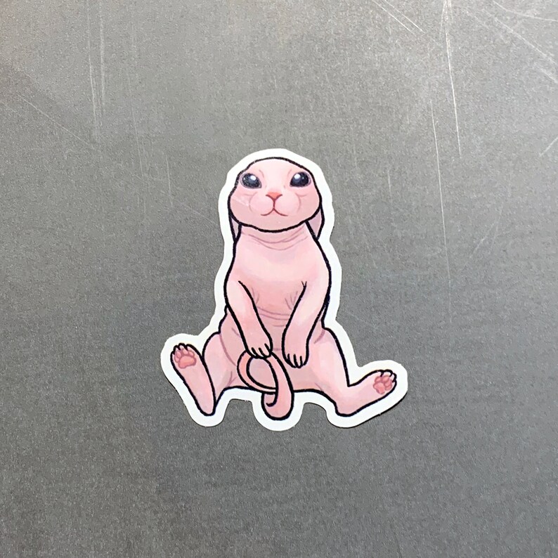 Bingus Naked Cat / Sphynx / Hairless Cat / Kitty - Etsy