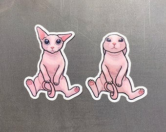 Bingus naked cat / Sphynx / hairless cat / kitty