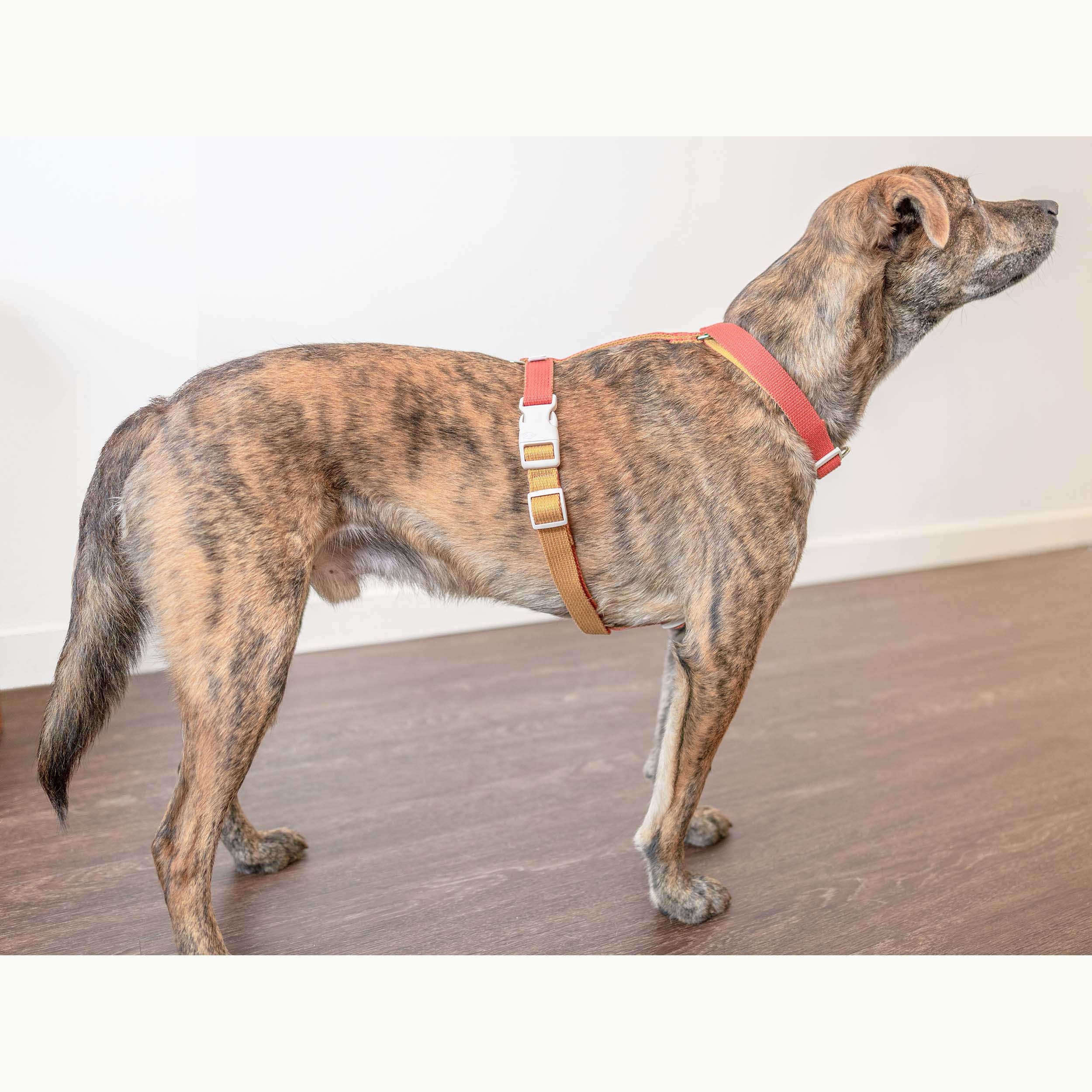 h harness dog