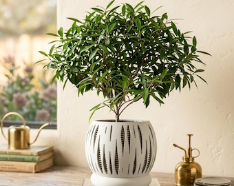 May include: A small green leafy plant potted in a round white ceramic planter with vertical cutouts. The planter features a textured design with a solid base and sits on a clear acrylic stand, showcasing a dense canopy of small, pointed green leaves.