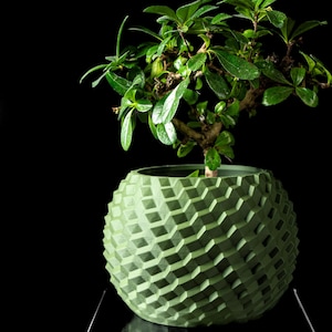 Könnte beinhalten: Ein kleiner Bonsai-Baum mit leuchtend grünen Blättern in einem einzigartigen, kugelförmigen, olivgrünen Pflanzgefäß. Der Pflanztopf hat eine geometrische, strukturierte Oberfläche. Der Hintergrund ist schwarz.