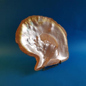 Trés Grand,coquillage,coquille,huitre,nacre,perliére,mer,Polynésie,Thaiti,230mm,780Gr