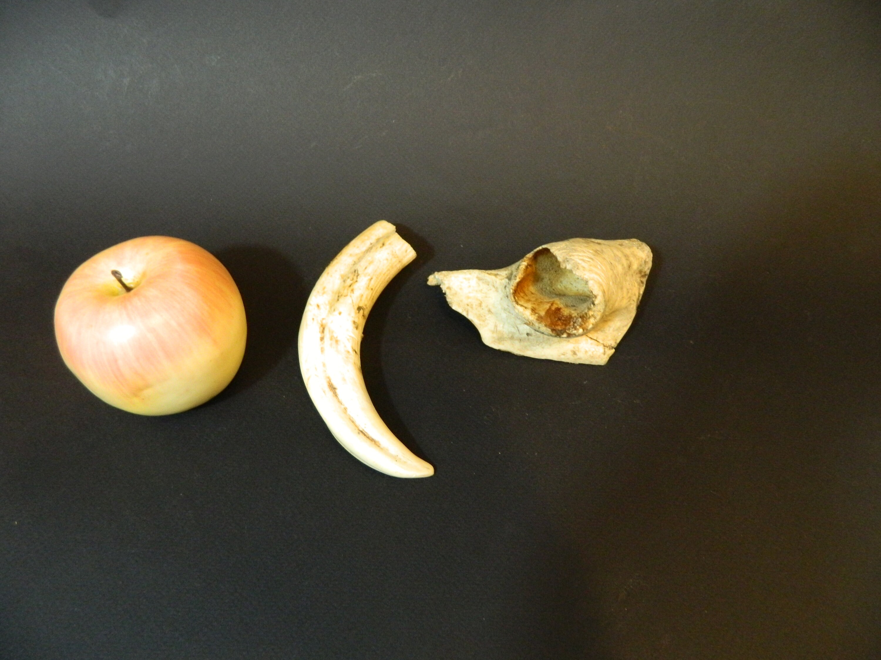 Grande Insolite Defense Dent de Phacochére Inserée Dans Une Partie La Machoire Amovible Longueur Def