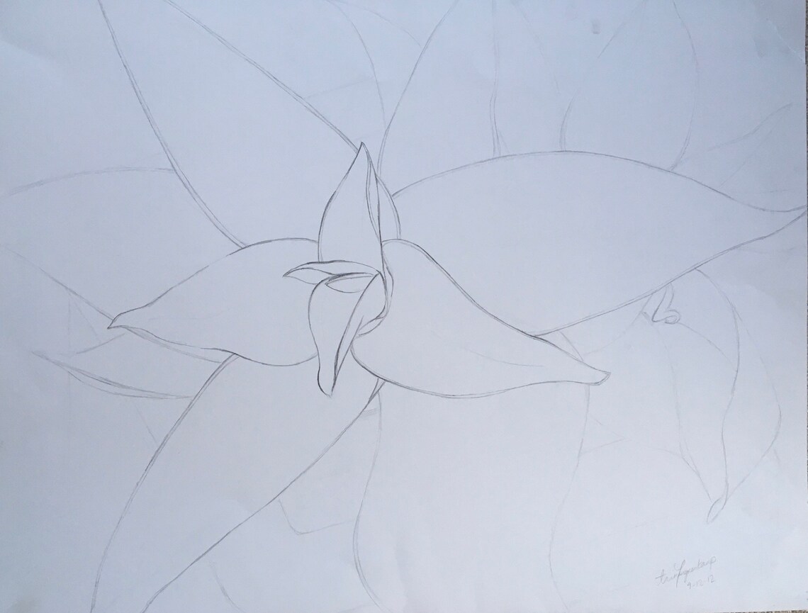 Flower Line Drawing, 18x24” Graphite Pencil on Paper - Etsy