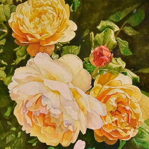 Sunshiny Day Original Watercolor Painting by Pierrette Komarek, 16x17 original painting, watercolor yellow roses painting, yellow rose gift