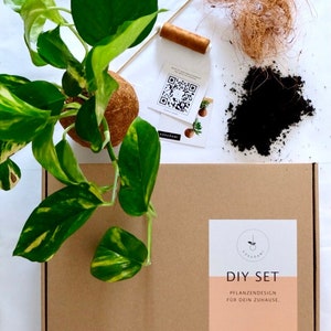 Kokedami Plant DIY Set