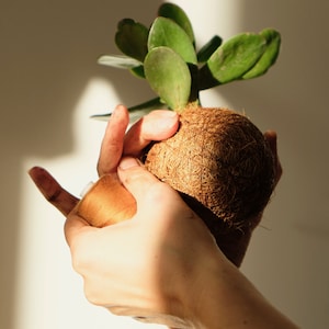 Kokedama Pflanzen DIY Anleitung
