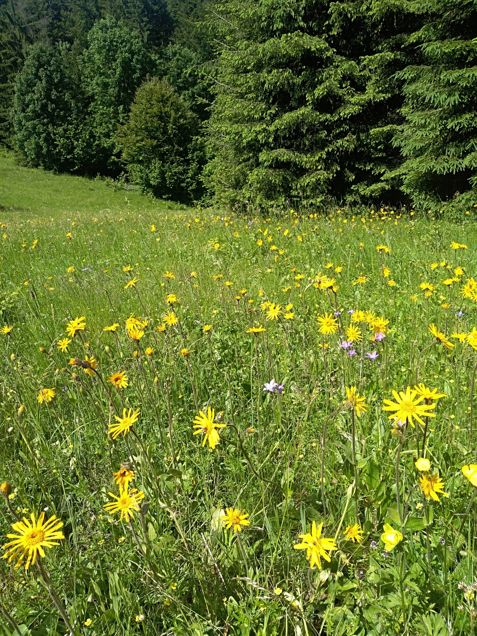 Arnica montana Flowers Dried 2 oz Wildcrafted in the pristine Etsy