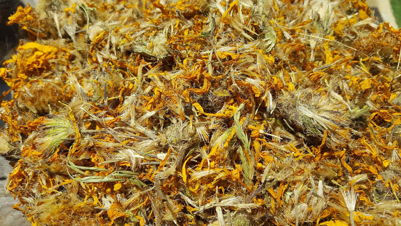 Arnica montana Flowers Dried 2 oz Wildcrafted in the pristine Etsy