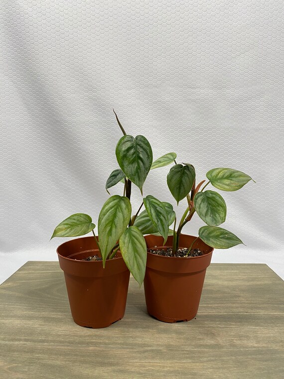 Philodendron Sodiroi Ornatum Etsy