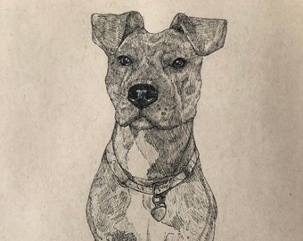 Pet Portrait