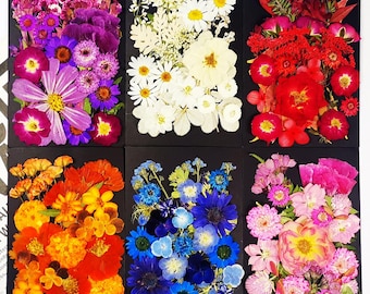 Natural Pressed Flowers for Resin Jewelry, Nail Art, Candle Decor, Botanical Craft Supplies