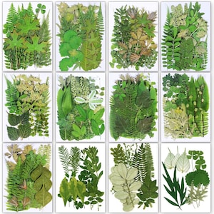 May include: A collection of twelve rectangular cards, each showcasing a unique arrangement of pressed green leaves. The leaves vary in shape and size, creating a diverse botanical display. The cards are arranged in a grid pattern, offering a variety of textures and shades of green.