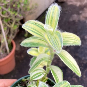 Cuts - Tradescantia Sillamontana - "Golden Stripes" - Wandering Jew House Plant Cuttings!