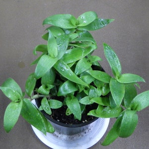 May include: Overhead view of a green plant in a black pot, set on a white saucer. The plant has multiple stems with bright green, oval-shaped leaves. Water droplets are visible on the leaves, suggesting recent watering. The background is a solid, neutral brown.