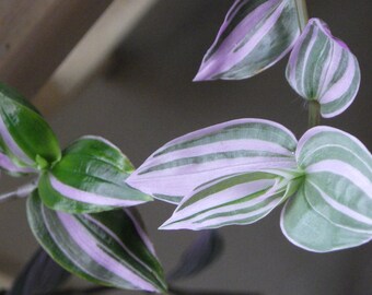 Tradescantia Pallida Pink Stripe Setcreasea Etsy