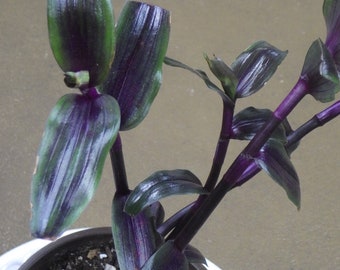 Cuts - Tripogandra Serrulta Elongota - "Purple Scimitars" Wandering Jew House Plant Cuttings!