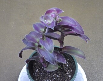 Tradescantia Pallida - "Pale Puma"  Wandering Jew 4" Potted House Plant!