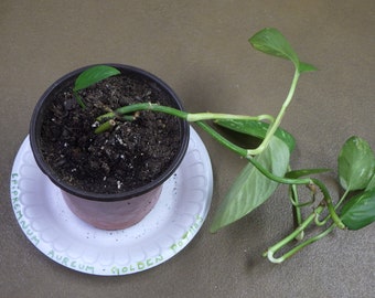 Epipremnum Aureum "Golden Pothos" - 4" Potted House Plant!