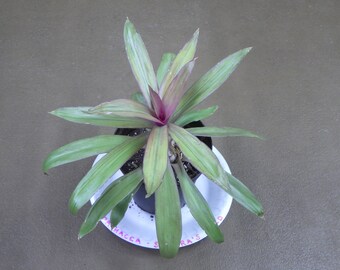 Tradescantia Spathacea "Sitara's Gold" - Wandering Jew 4" Potted House Plant!