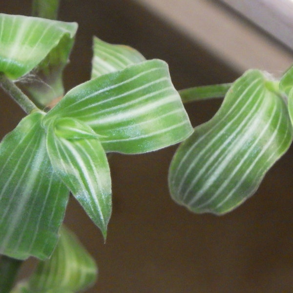 Cuts - Callisia Gentlei Elegans - "Puppy Ears" - Wandering Jew House Plant Cuttings!