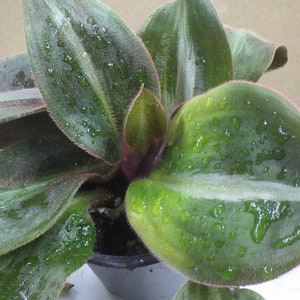 Siderasis Fuscata Brown Spiderwort Wandering Jew 4 Potted House Plant image 3