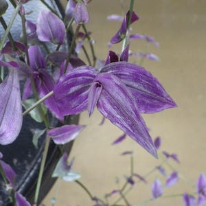 May include: Close-up of a Tradescantia pallida plant, also known as purple heart. The plant features vibrant purple leaves with a silvery sheen, and stems. The background is a neutral tan color.