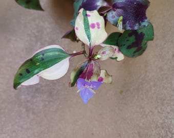 Cuts - Tinantia Pringlei - "Variegated Mexican Speckled" Wandering Jew House Plant Cuttings!